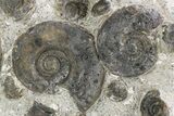 Plate of Devonian Ammonite Fossils - Morocco #259694-1